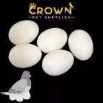 Pigeons FAKE EGGS Plastic For Dove DUMMY Improve Laying Survival Rate Ct 5